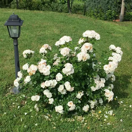 Vakantiehuis Le Rose *